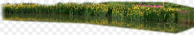 黄色小花温馨草地