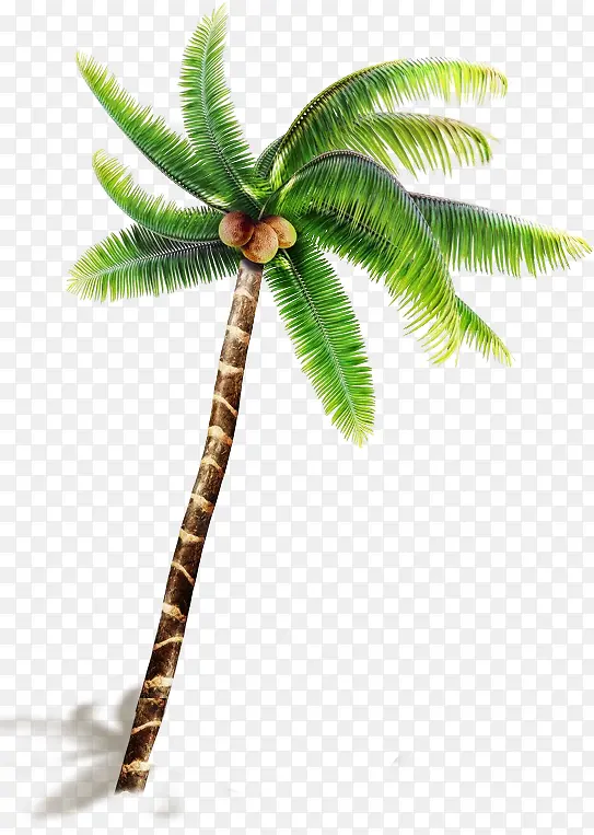 高大椰子树实物