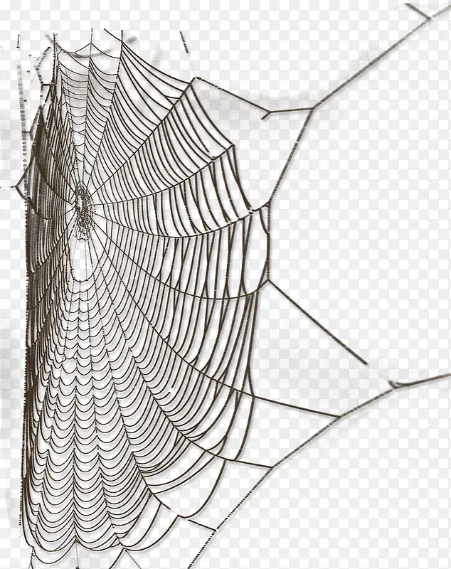 卡通图片蜘蛛网素描