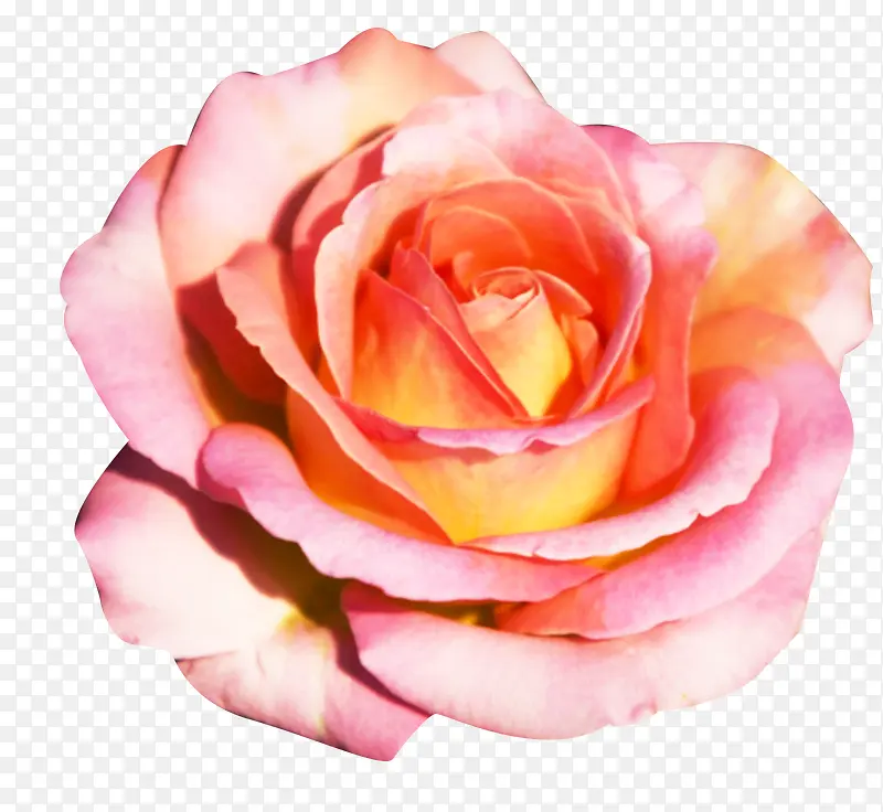法兰西玫瑰开花图片素材