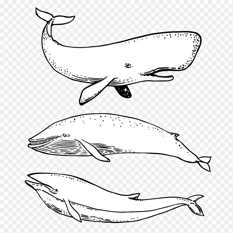 三条鲸鱼