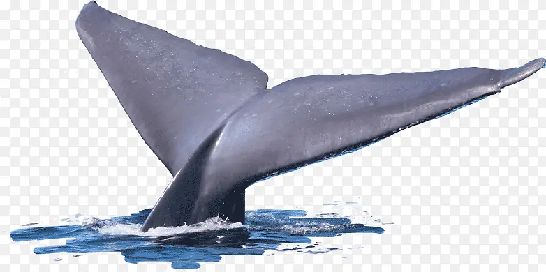 高清创意合成摄影鲸鱼的尾巴