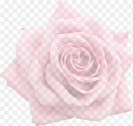 粉玫瑰浅色透明