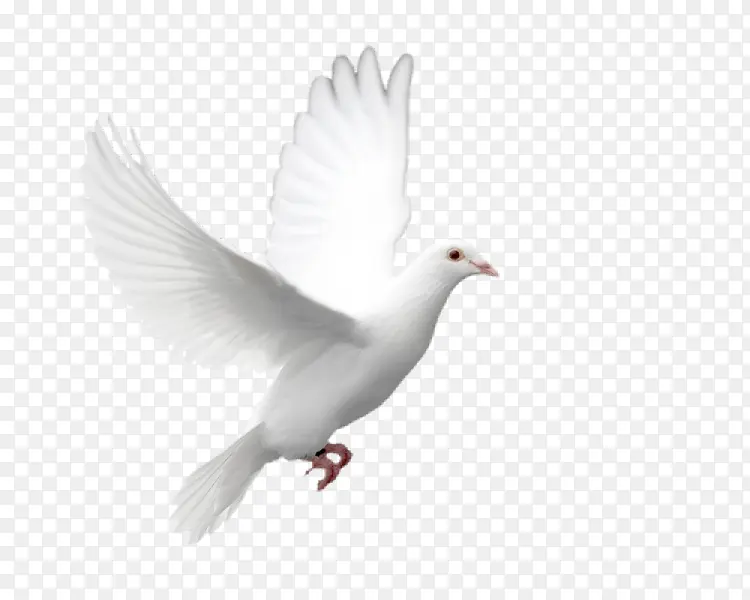 在布拉格广场上飞扬的白鸽