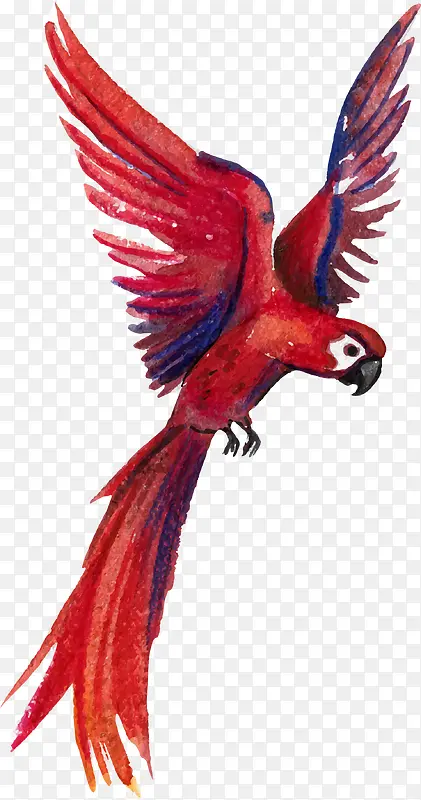 水彩动物红色鹦鹉