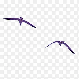 飞鸟海鸥图案