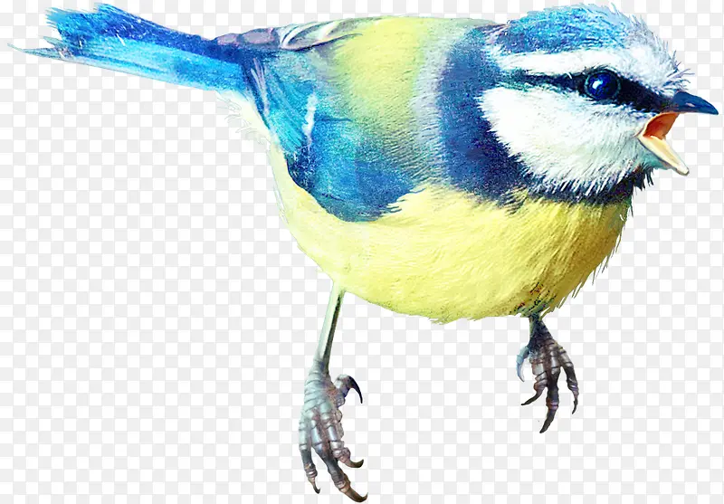 鸟虫图片手绘虫鸟元素 麻雀