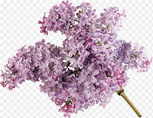 抽象鲜花植物花卉素材 紫色花藤