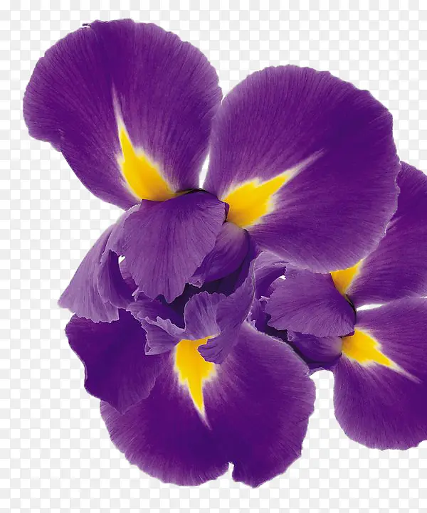 玫紫色鲜花