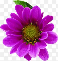 紫色完整盛开花朵植物