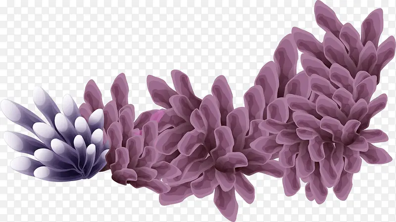 紫色水草