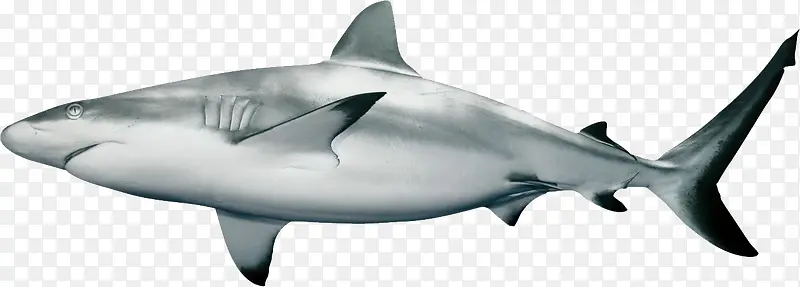 白色鲨鱼侧面素材