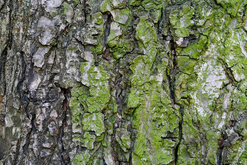 带青苔的树皮纹理