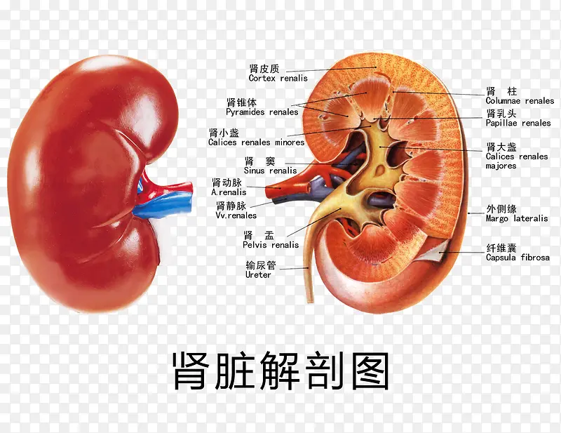 肾脏解剖图素材