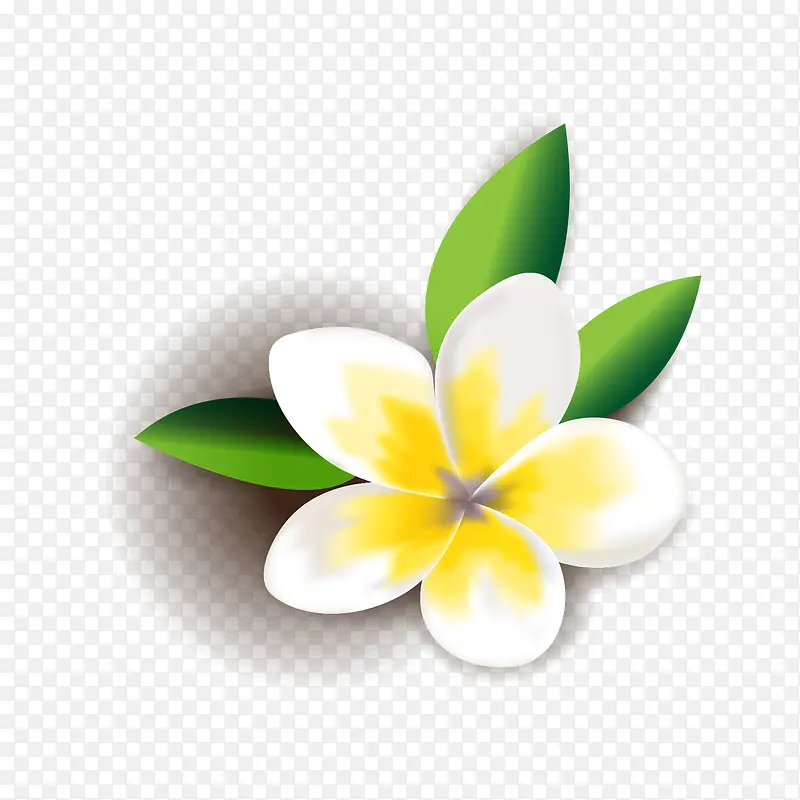 精美白色黄花木槿花