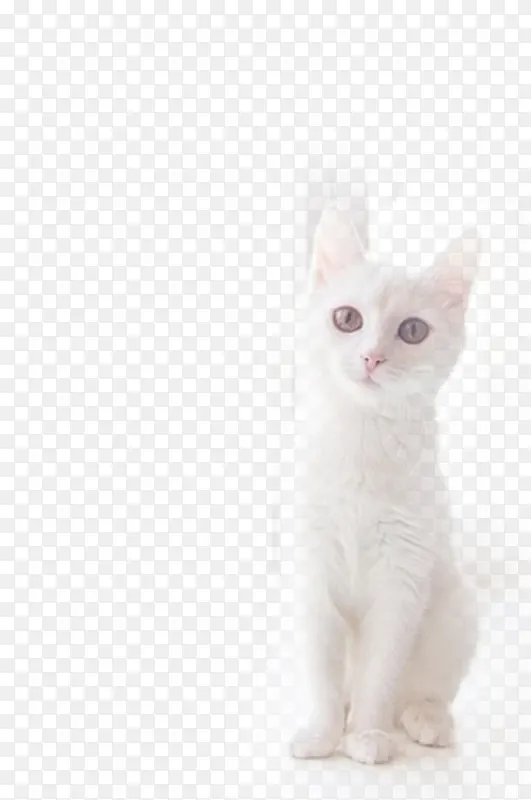 纯白猫咪