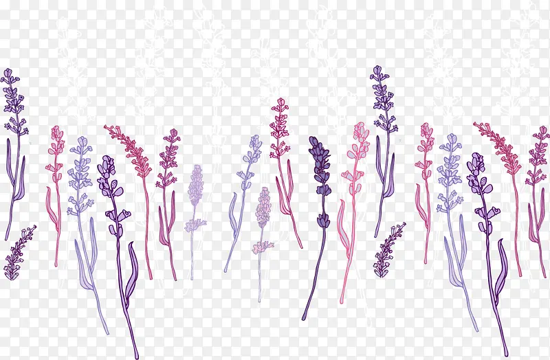 紫色美丽薰衣草花丛