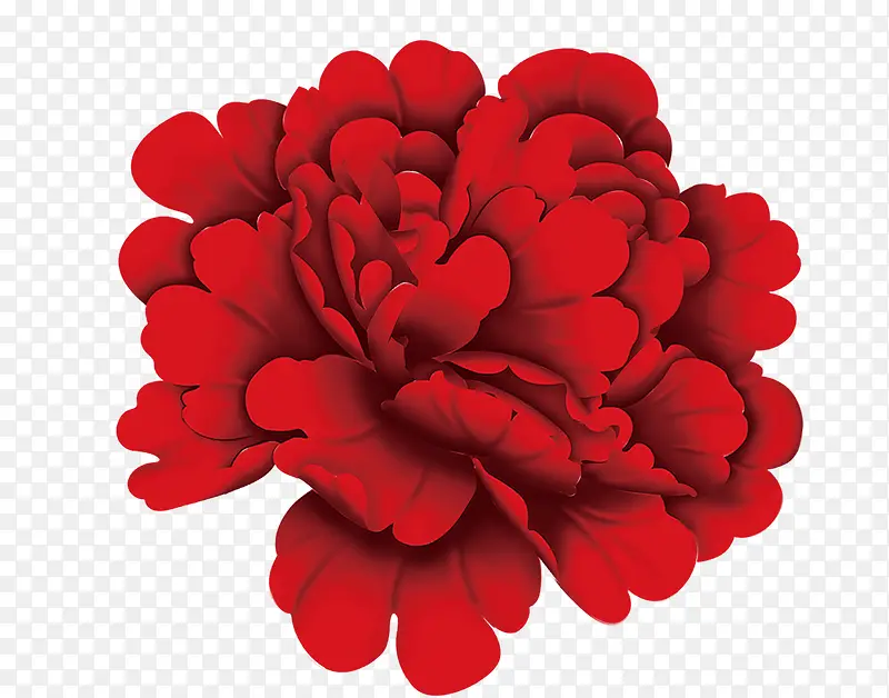 大红色菊花