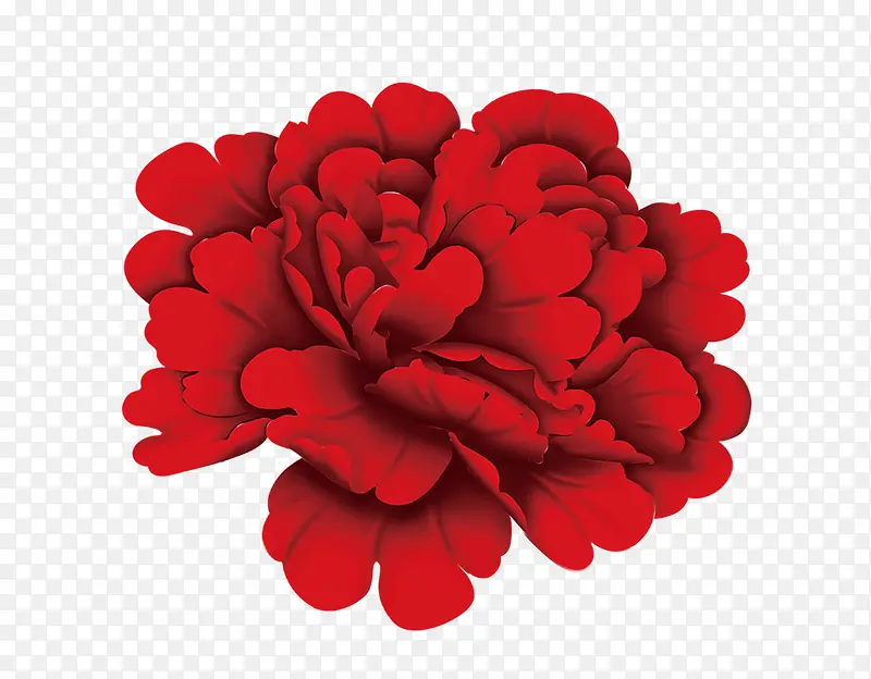 大红色菊花