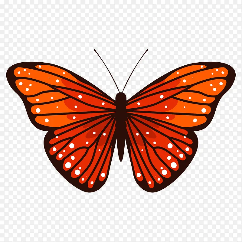 橙黑色的点状蝴蝶