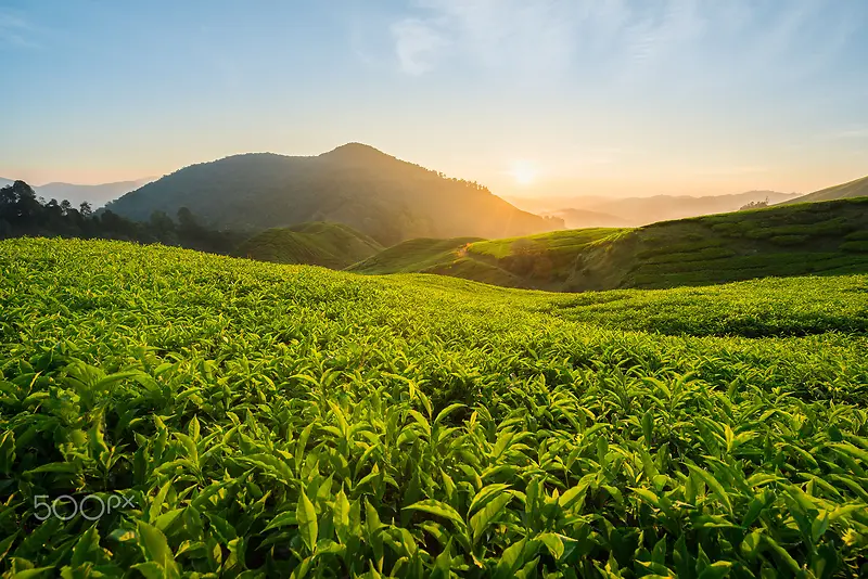 夕阳下的绿茶树山峰