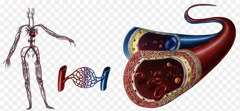 人体血液循环医疗图片