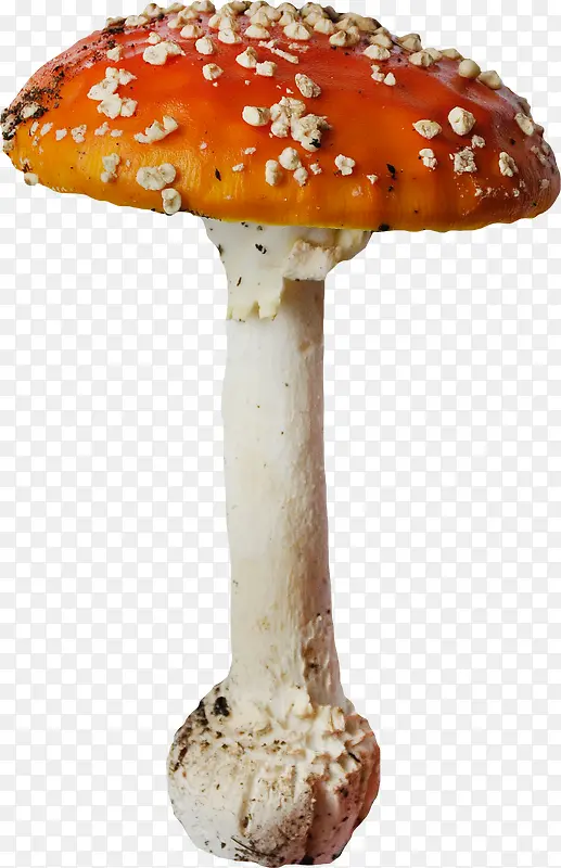 漂亮蘑菇