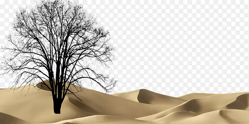 沙漠干涸枯树
