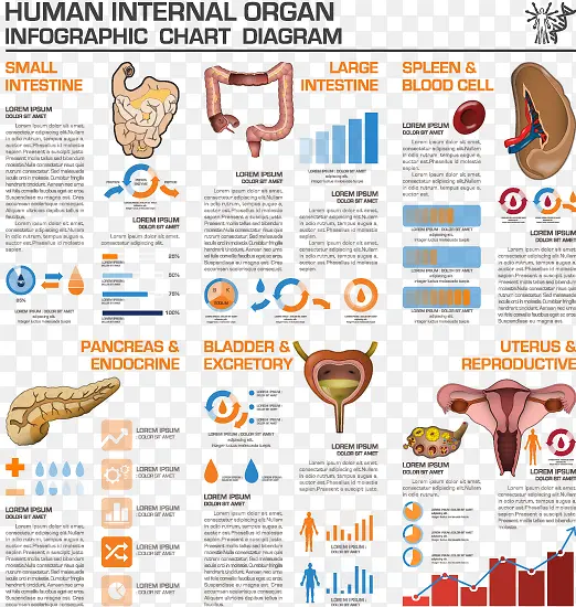 人体器官数据分析图表