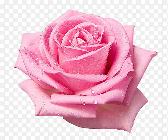 粉色露水玫瑰盛开