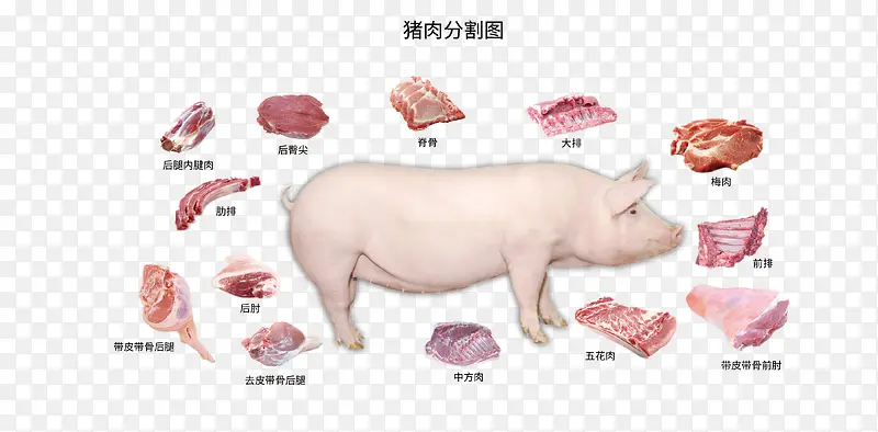 母猪肉分割图