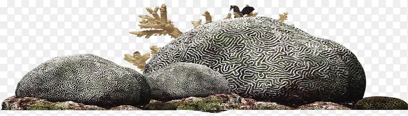 高清摄影海边的礁石珊瑚