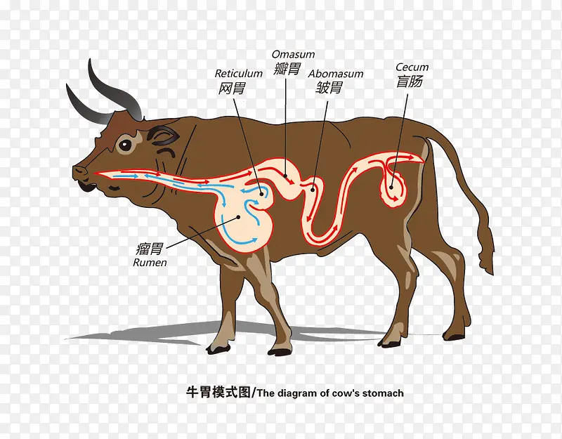 解刨图