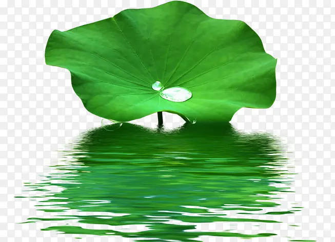 春天高清绿色荷叶水滴