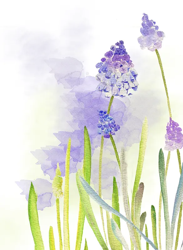 紫色水彩风信子花朵