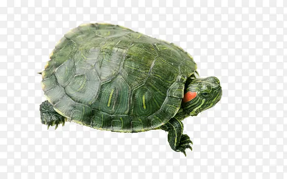 绿壳乌龟