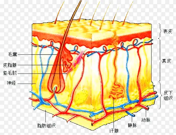 生物学知识皮肤组织