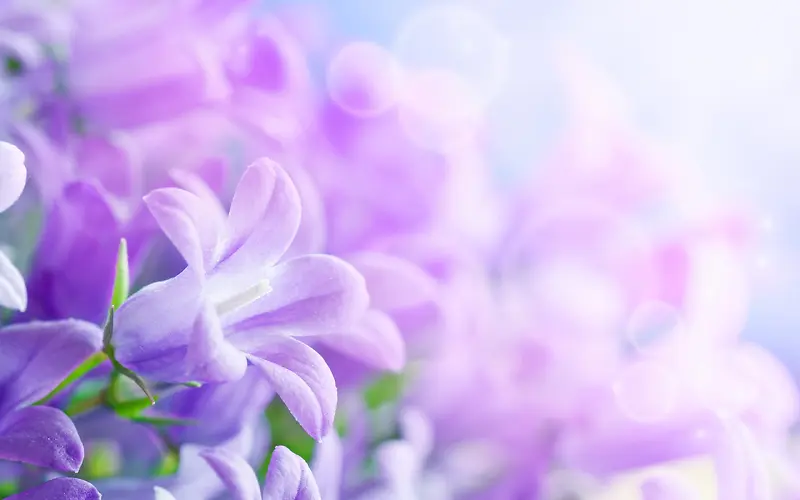 紫色梦幻花丛壁纸
