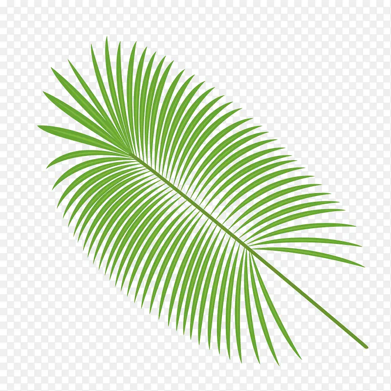 椰树树叶矢量素材