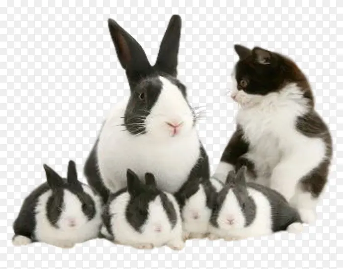 动物矢量图手绘素材 兔子和猫
