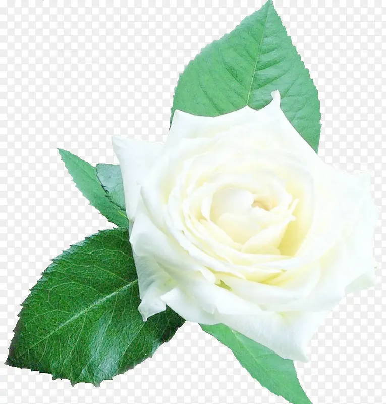 鲜花白玫瑰素材背景