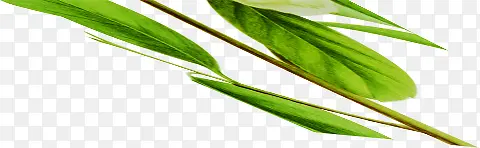创意扁平风格绿色的竹叶造型