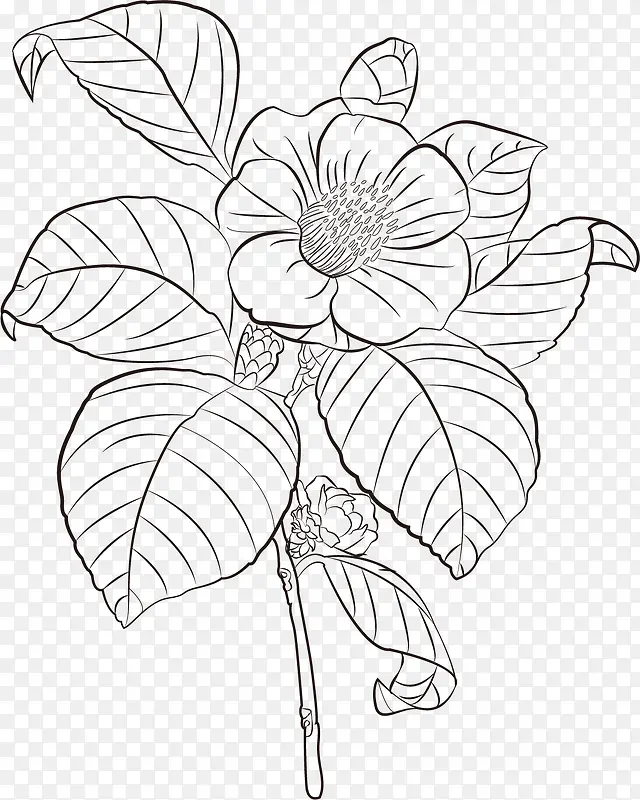 茶花花朵叶子黑白线描图