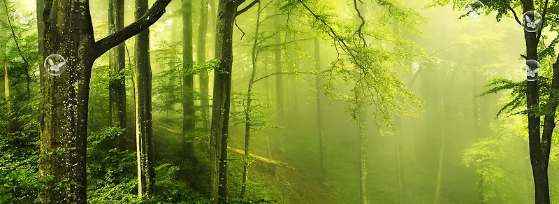 绿色迷雾森林壁纸