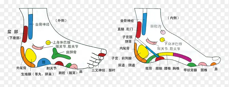 人体足底脚部穴位分布