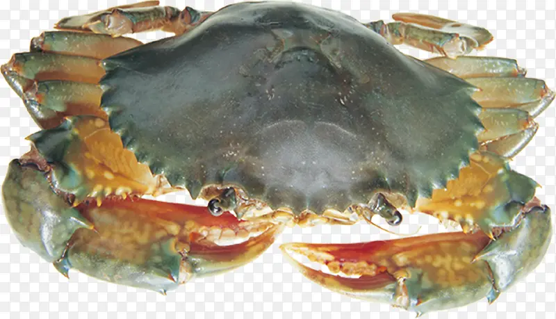 海鲜海产品活螃蟹