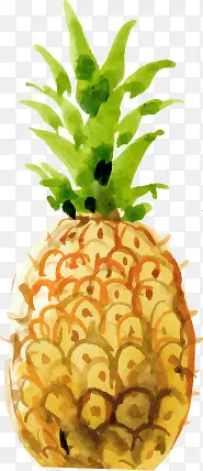 水彩矢量菠萝
