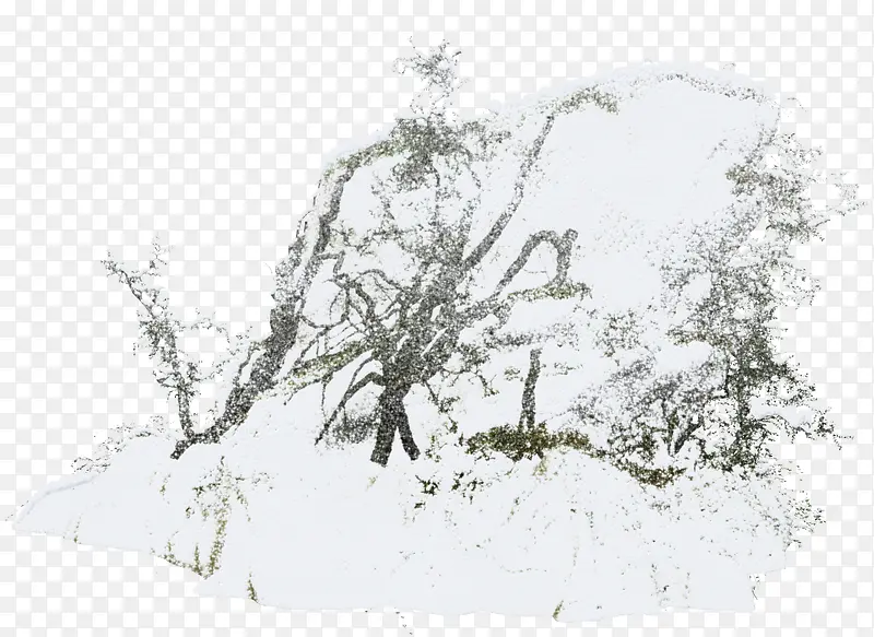 雪堆树枝