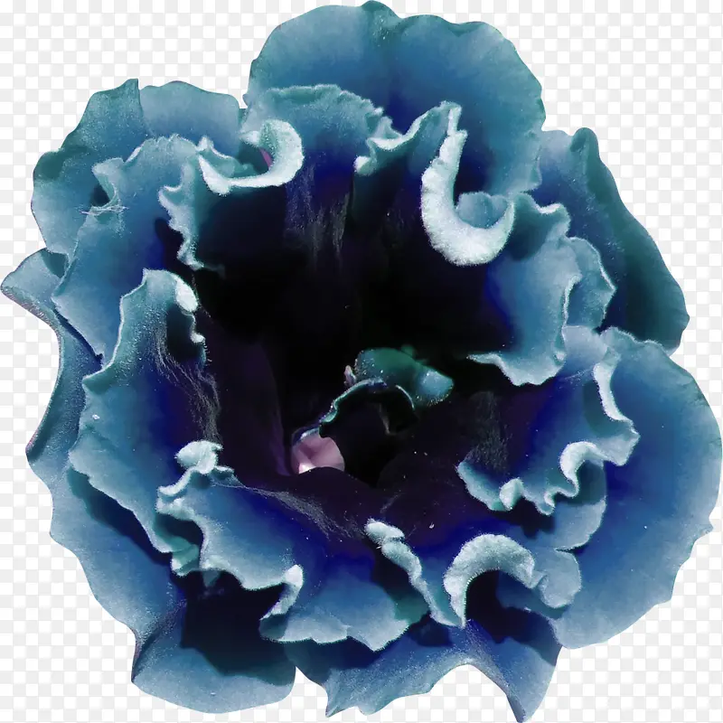 深蓝色大花