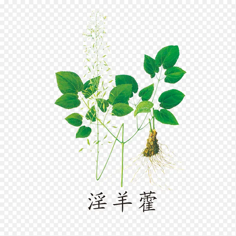 绿色药材